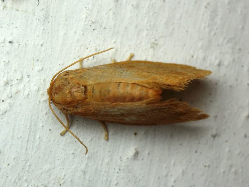 Heterogenea asella (Denis & Schiffermüller, 1775)